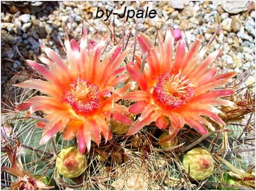 Orange Flower Cactis